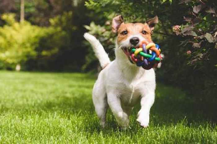 Best colour toys to buy your dog based on which ones they can actually see