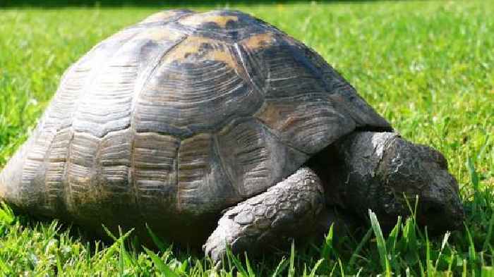 Reward for tortoise, 43, thought to have been stolen