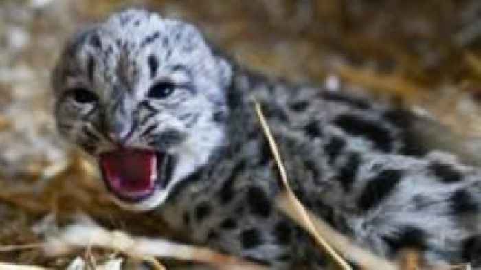 Endangered snow leopard born at animal sanctuary