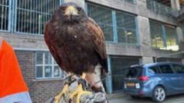 Hawks to deter birds ahead of car park demolition