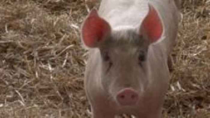 WWF charity objects to pig farm's planning changes