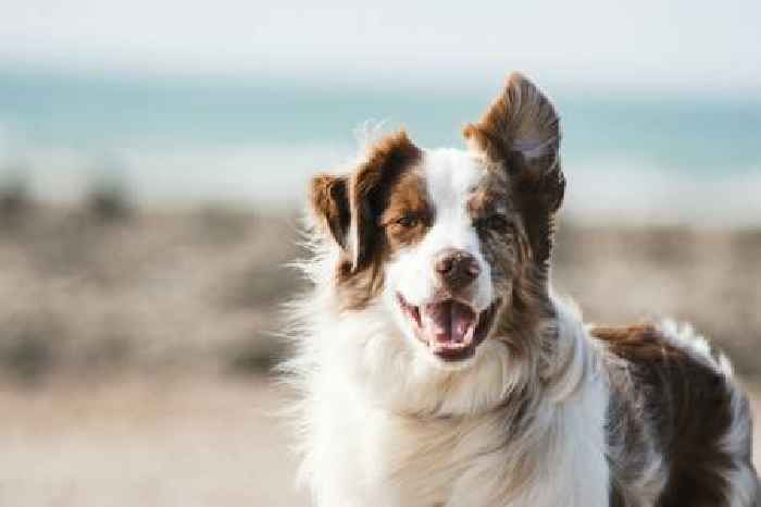 Vets complaints service for pet owners ‘completely unjust’, says consumer body