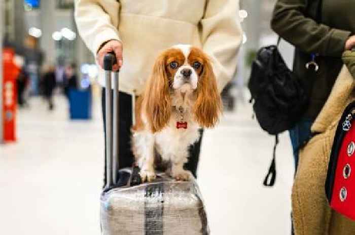 Taking your pets on holiday could get easier as Brexit rules set to be eased