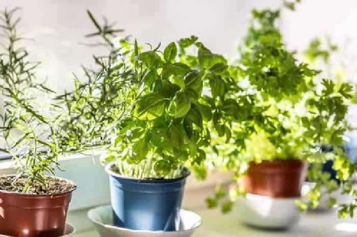 Five of the best houseplants that are perfect for keeping in the kitchen
