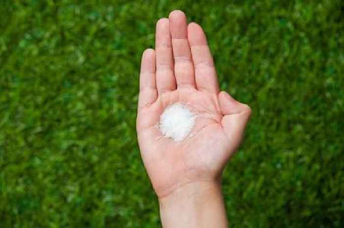 Gardeners should pour 89p kitchen ingredient onto lawns to get perfect grass, expert says