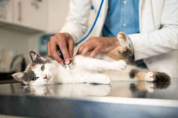 Warning for anyone who takes their cat or dog to a vet in the UK