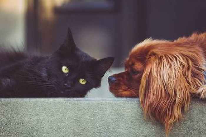 Cat and dog owners warned to check this one thing – or face huge fine