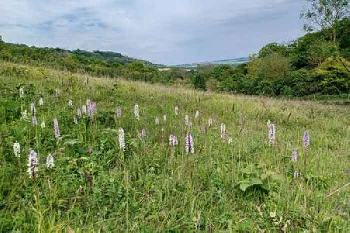 Stunning Kent landscape that inspired Charles Dickens made a nature reserve