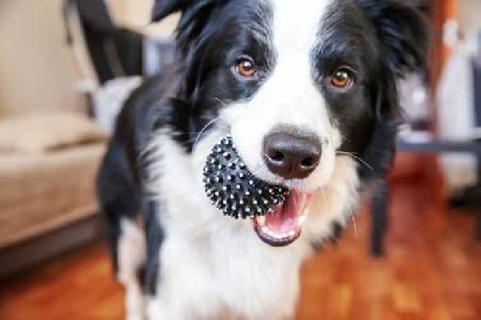 People are only just learning why dogs greet them with toy when they get home