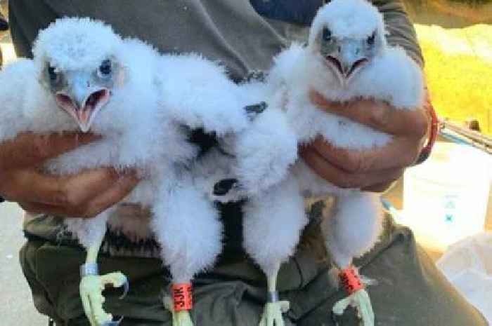 Glasgow's new peregrine falcon chicks named after iconic Still Game characters