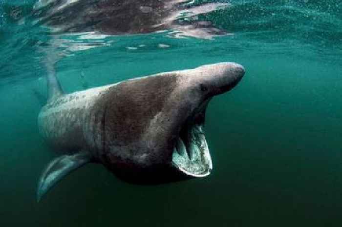 Scottish Maritime Museum summer exhibition celebrates underwater world