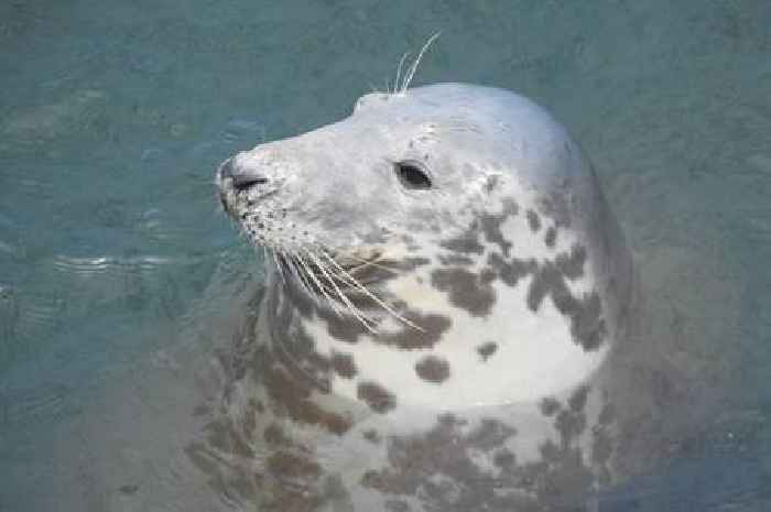It only costs pennies but this is wreaking havoc on Wales' seals
