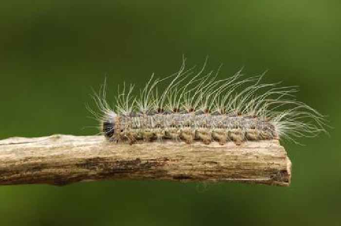 Oak tree moth that causes ‘painful rashes’ spotted in England as alert issued