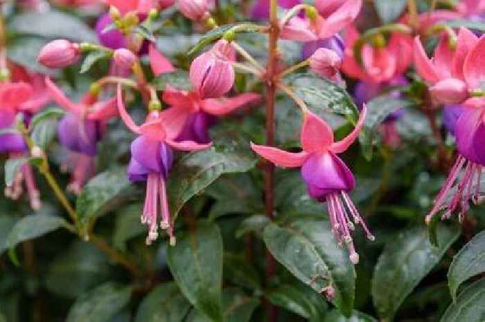4 stunning plants I've added to my garden after visiting Chelsea Flower Show