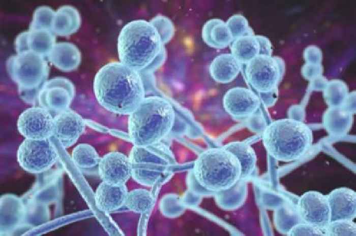 Experts warn of 'growing concern' over fungus which is a 'threat to humanity'