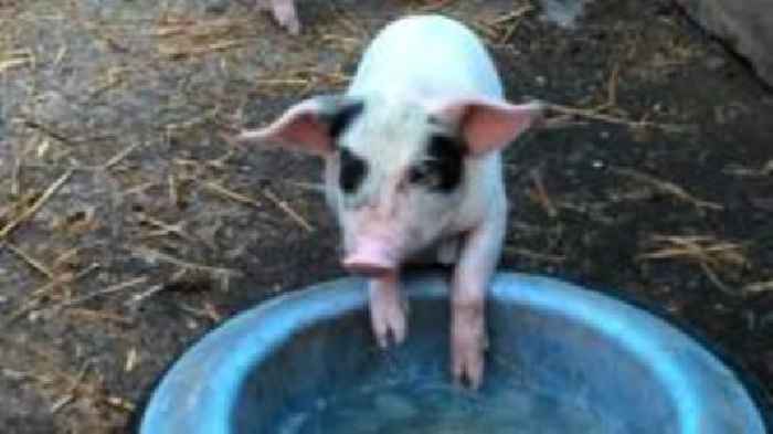 Your photos: Pesky pigs and poppy fields