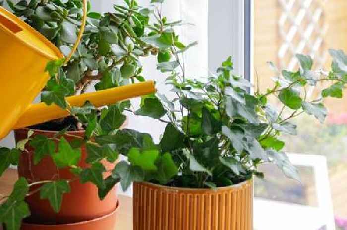 Key task to protect your home and houseplants from 1 common pest