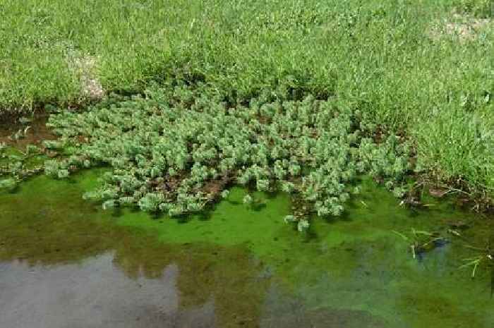 Gardeners issued warning over popular plant that's banned from sale and are urged to 'bin it'