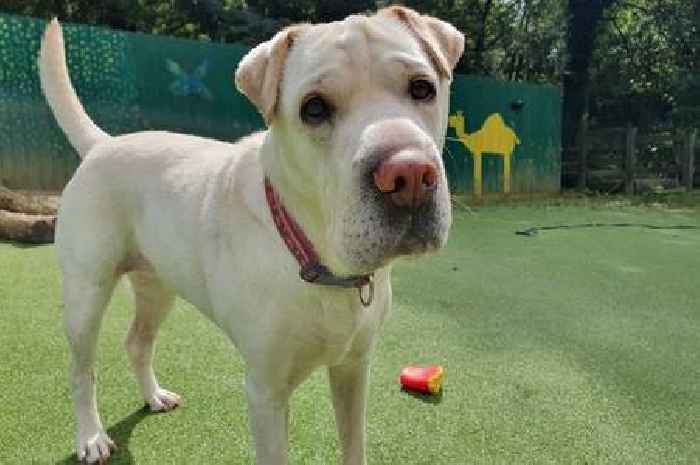 North Devon Dogs Trust to ditch kennels in favour of foster hub
