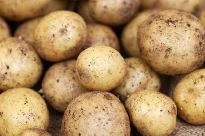 Your potatoes will have much longer shelf life if you use chef's 'old' storage technique