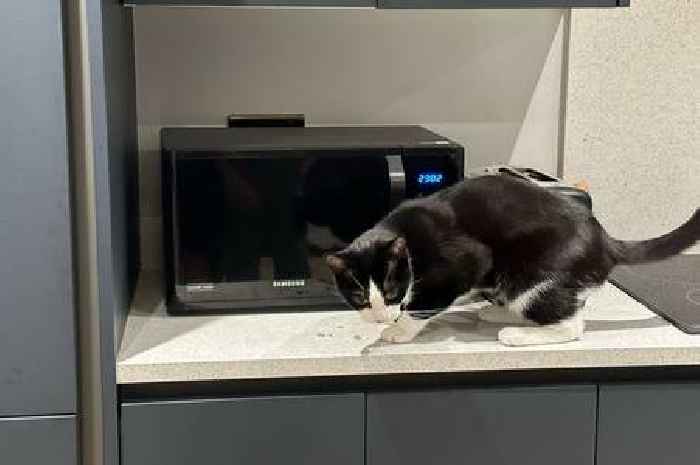 'I own UK's greediest cat - he steals pizza and can open the microwave by himself'