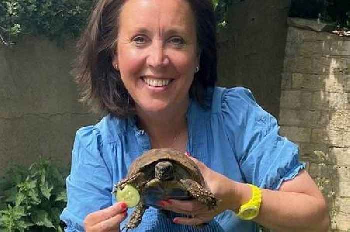 Lovelorn tortoise found behind a pub a year after escaping to look for mate at 0.00012mph