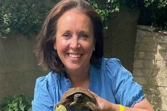 Midland tortoise turns up in another county after desperate search for a mate