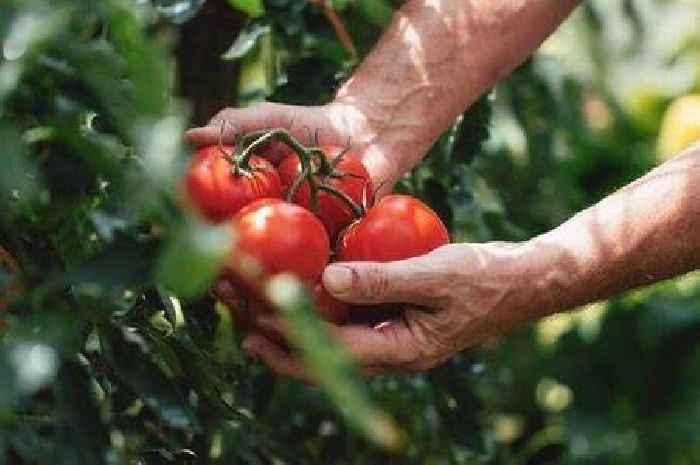 Grow bigger and juicier tomatoes this summer using 1 item stored in the bathroom