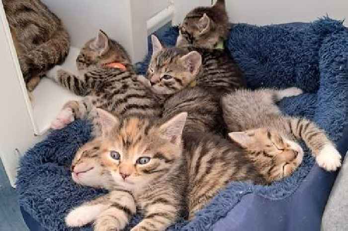 Bath shelter struggling under tidal wave of kittens