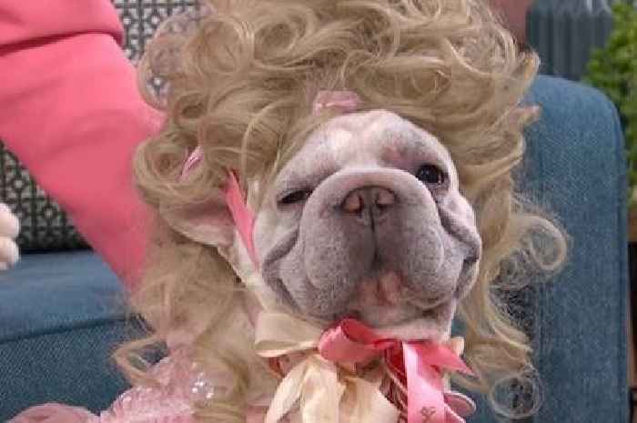 This Morning viewers outraged over 'cruel' Bridgerton-themed dog segment