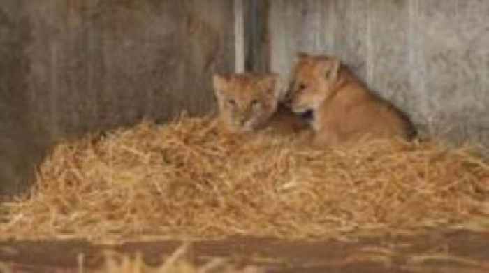 Inbred lion cubs get clean bill of health