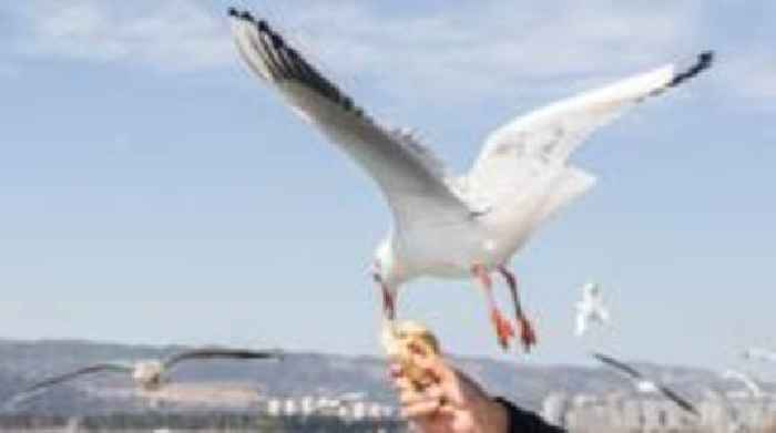 Stop feeding seagull 'muggers', beachgoers told