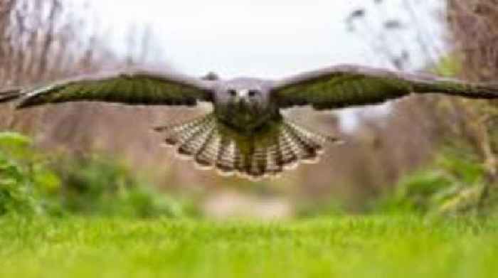 Threat of buzzard attack leads to playground ban