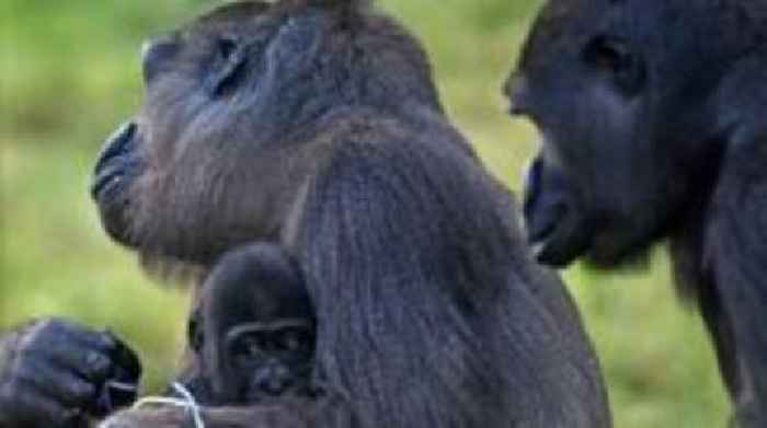 Belfast Zoo is completely unsustainable - councillor