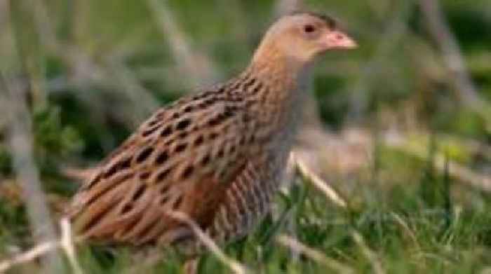 'Record-breaking' corncrake count on Rathlin Island