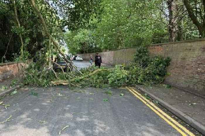 Huge fallen tree blocks busy Derby street in rush hour