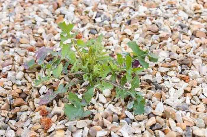 Kill pesky gravel weeds with 'lethal' two-ingredient solution in just 24 hours