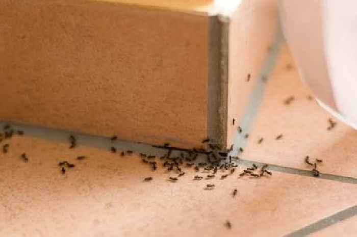 Garden expert says ants will stay out of homes if you use these scents they 'hate'