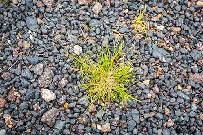Natural but 'lethal' solution will 'get rid of weeds' in 24 hours