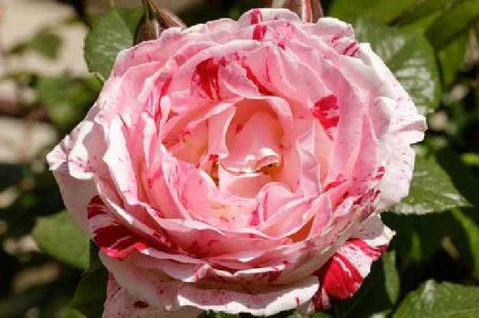 I learned 4 new things about growing roses after visiting RHS Chelsea Flower Show