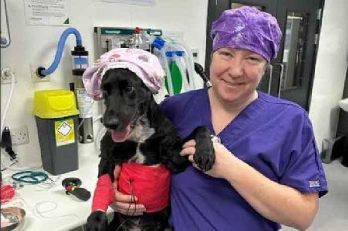West Lothian dog owner thanks Livingston vets after beloved pet was injured in road accident