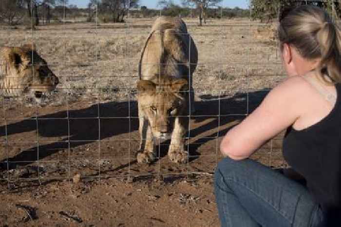 News24 Business | Govt's ad about lion hunting is misleading, watchdog finds