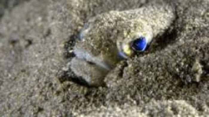 Beware these venomous pests lurking on our beaches