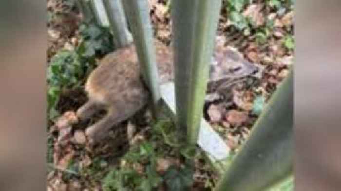 Fawn rescued after getting trapped in metal fence