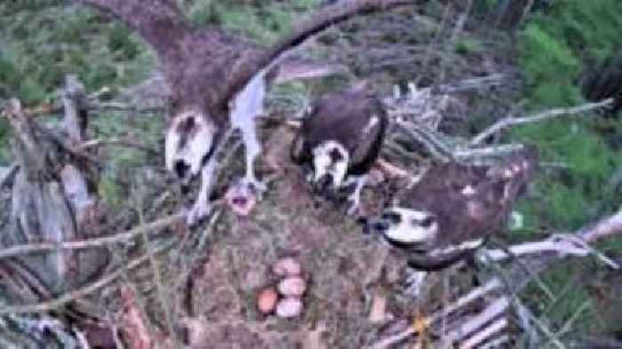 Rare osprey love triangle chicks fail to survive