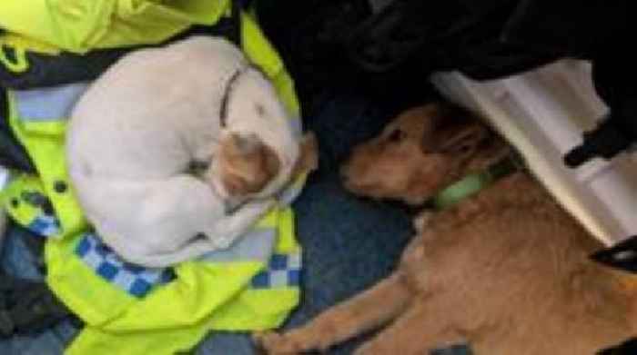 Police search for owners as two dogs found in 'stolen' car