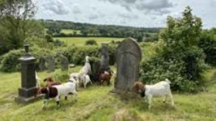 Goats used as eco-friendly churchyard lawn mowers