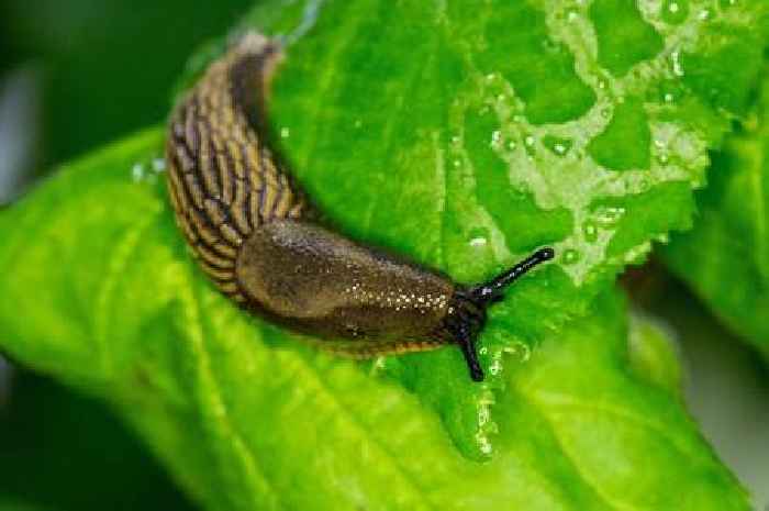 Gardener's 1p hack to eliminate slugs using common kitchen item