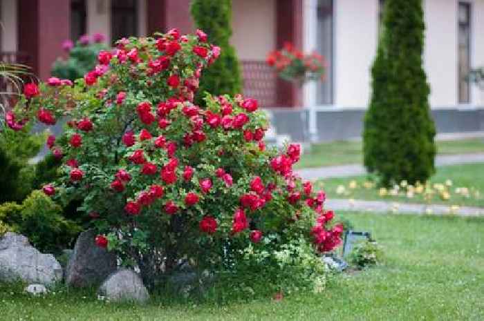 I stopped doing one thing to my roses and they exploded with colour