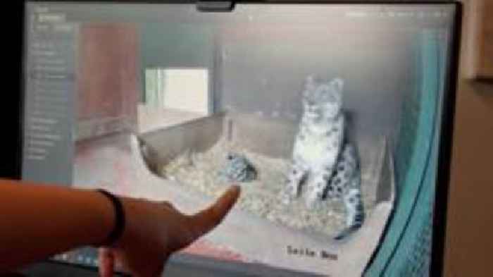 CCTV 'pivotal' in raising endangered snow leopard